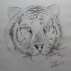 Drawings by Garry Gomersall